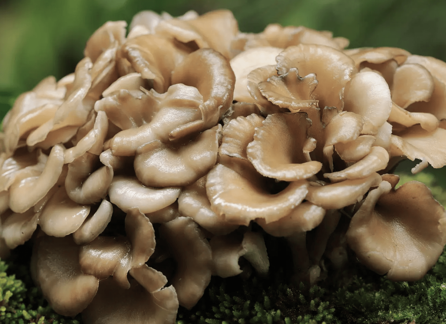 Maitake Mushroom
